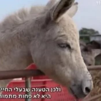 الحمير فى غزة