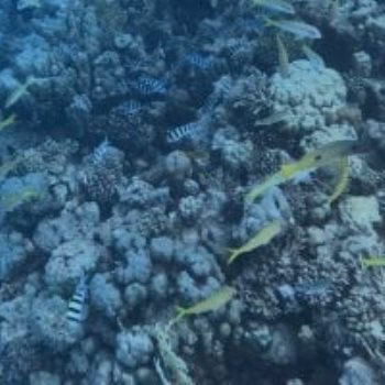 الحيد المرجاني العظيم بالبحر الأحمر