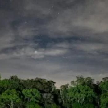 غابات الأمازون