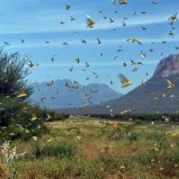 تحذيرات من تناقص أعداد الحشرات