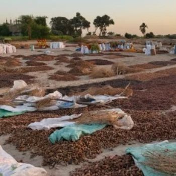 رحلة تجفيف البلح تحت أشعة الشمس لمدة 45 يومًا