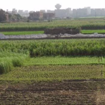 زراعة 3.7 مليون فدان قمح لتأمين المحاصيل الاستراتيجية