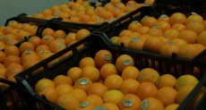 صادرات محصول البرتقال