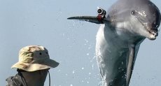 الدلافين المقاتلة