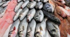 أسعار السمك في شم النسيم