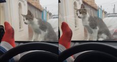 القطة تقف على السيارة
