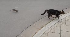 قط يهرب من فأر