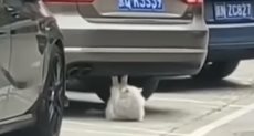  قط يمارس تمارين تحت سيارة