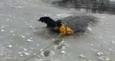 إنقاذ كلب من الجليد