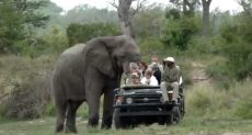 فيل يهاجم سياح