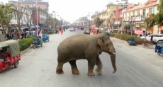 فيل تائه في شوارع مدينة صينية
