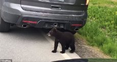 الدب الصغير يعبر الطريق