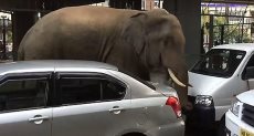 فيل