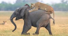 أحد الأسود يحاول السيطرة على الفيل الصغير