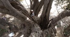 شجرة الزيتون الأقدم فى العالم بفلسطين