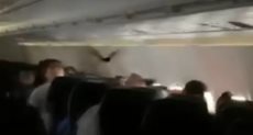 خفاش يثير الرعب على متن طائرة ركاب أمريكية