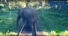 الفيل يعترض طريق القطار