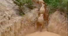 إنقاذ خمسة فيلة بعد سقوطها داخل حفرة فى ماليزيا