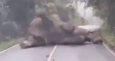 الفيل نائم على الطريق