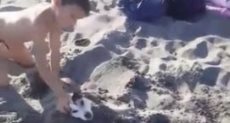 دفن الكلب فى الرمال