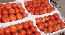 برامج توعوية لمزارعى الطماطم - أرشيفية