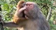 القردة تداعب صغيرها