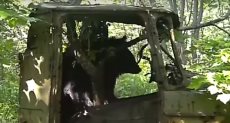 الدب في الشاحنة القديمة