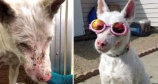 كلب يرتدى نظارة للوقاية من أشعة الشمس