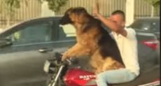 الكلب أثناء قيادة الدراجة البخارية