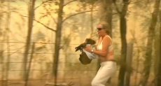 سيدة تخاطر بحياتها لإنقاذ حيوان كوالا من حرائق الغابات بأستراليا