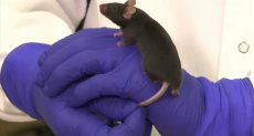 الفئران في ناسا