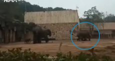 فيل غاضب يدهس حارسه حتى الموت فى الصين