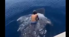 رجل سعودى يسبح مع حوت ضخم