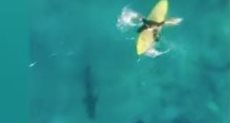 سمكة القرش تقترب من راكب أمواج