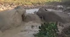 الأفيال فى بركة من الوحل