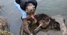 امرأة تنقذ كلب من نهر متجمد