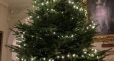 شجرة الكريسماس