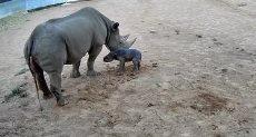ولادة وحيد القرن الأسود النادر