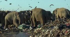 الأفيال تغزو مكبات النفاياتتغزو مكبات النفايات
