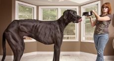 أطول كلب فى العالم