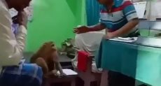 القرد يتلقى العلاج