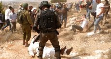 قوات الاحتلال الإسرائيلى تعتدى على فلسطينيين