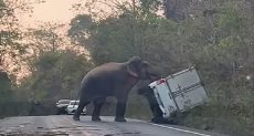 الفيل يقلب السيارة