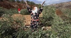 الاعتداء على شجر الزيتون في فلسطين