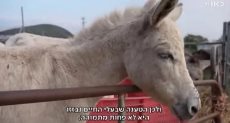 الحمير فى غزة