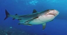 سمكة قرش ـ صورة أرشيفية