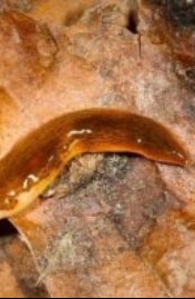 دودة أوروبا